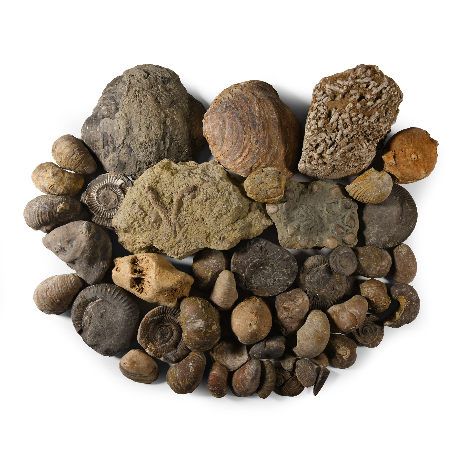 Historic Mixed Fossil Collection