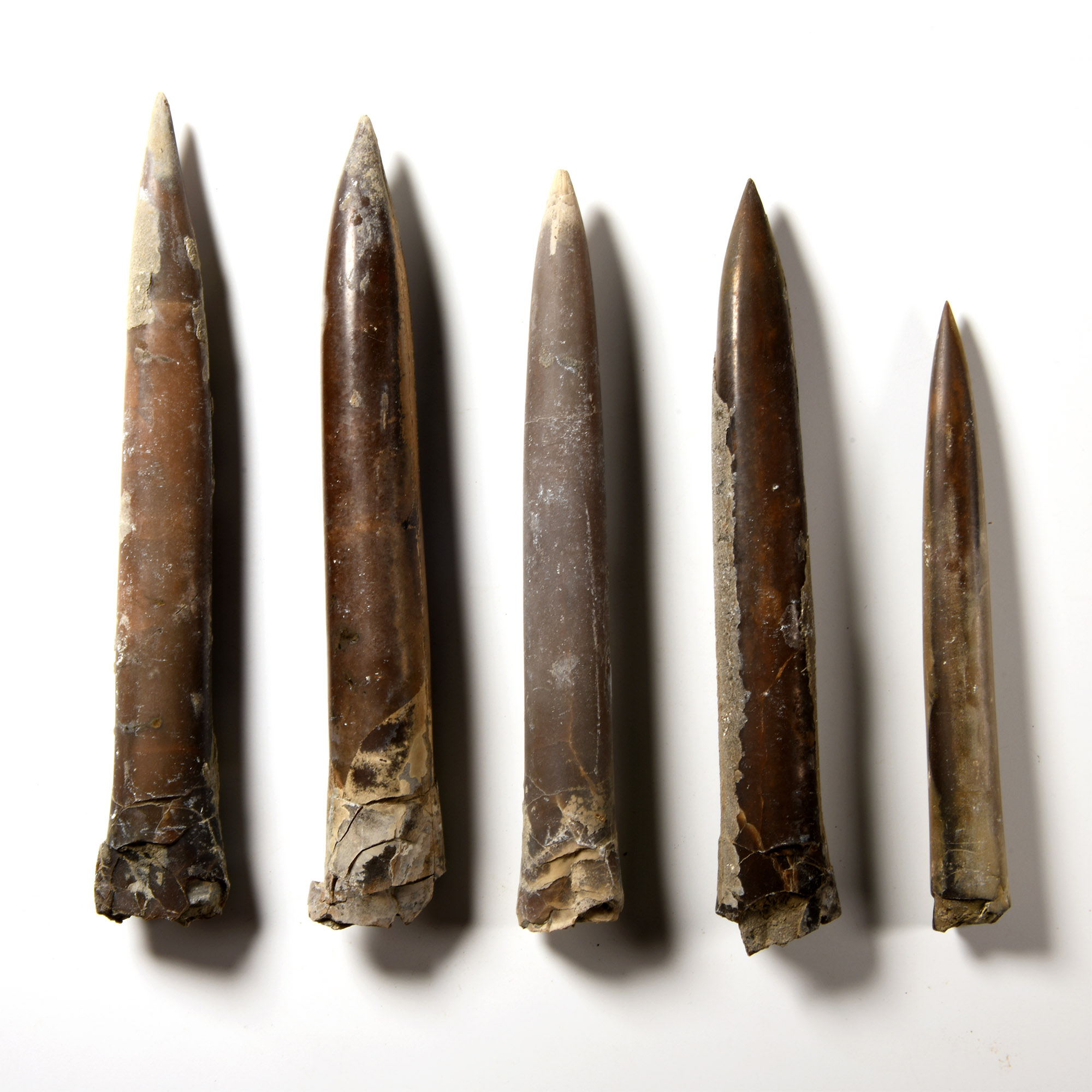 Natural History - Giant British Fossil Belemnite Collection