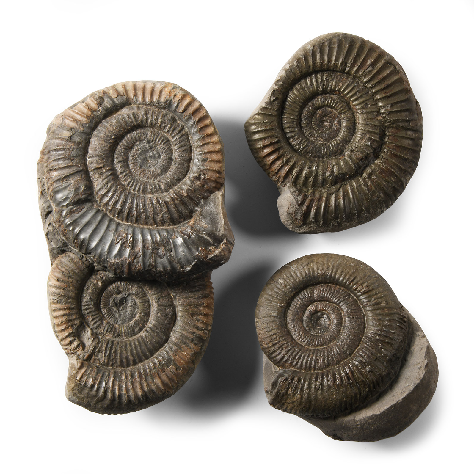 Natural History - British Fossil Ammonite Collection