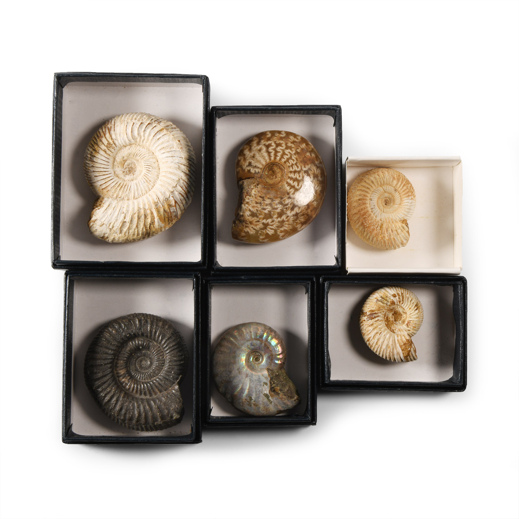 Natural History - Fossil Ammonite Collection