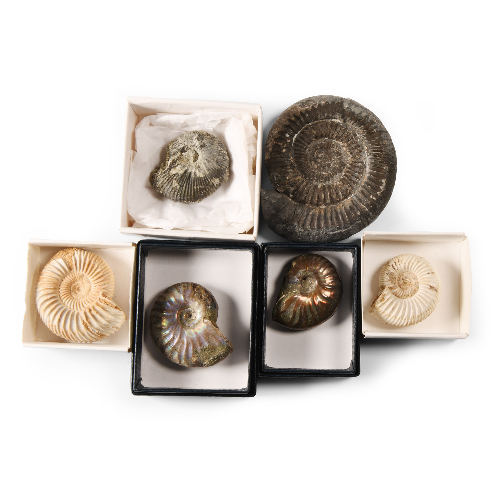 Natural History - Fossil Ammonite Collection