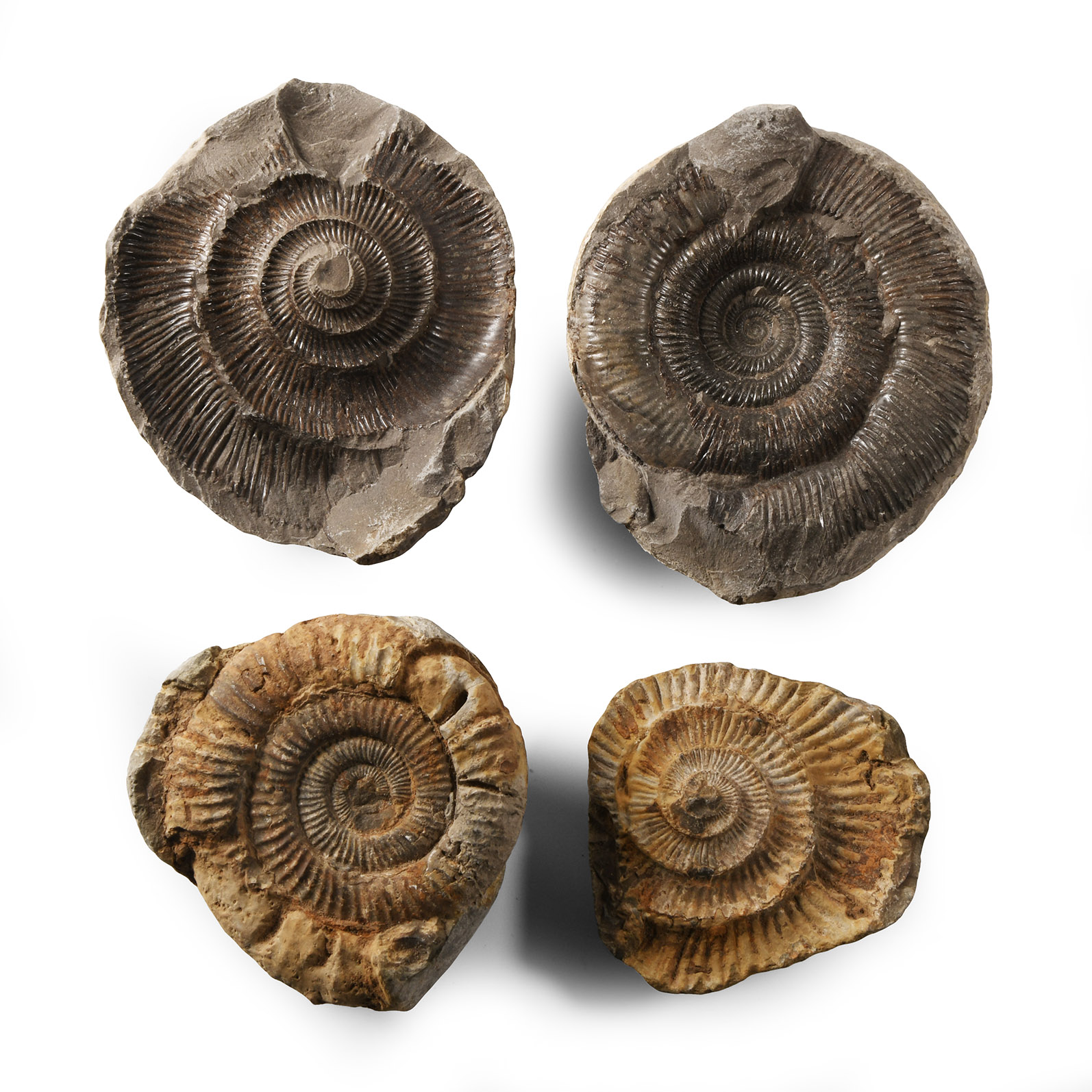 Natural History - British Fossil Ammonite Nodule Group