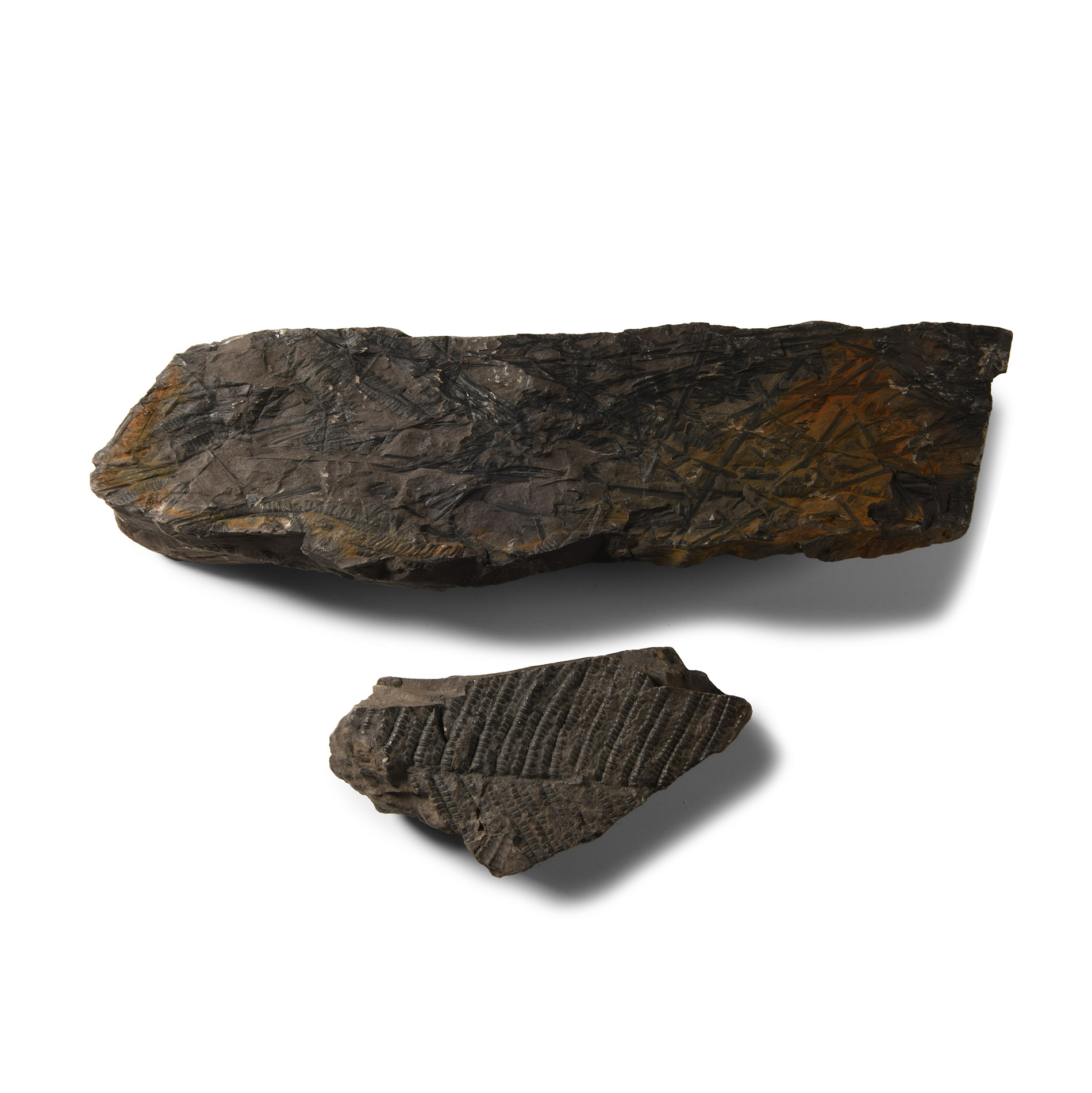 Natural History - British Fossil Fern Group
