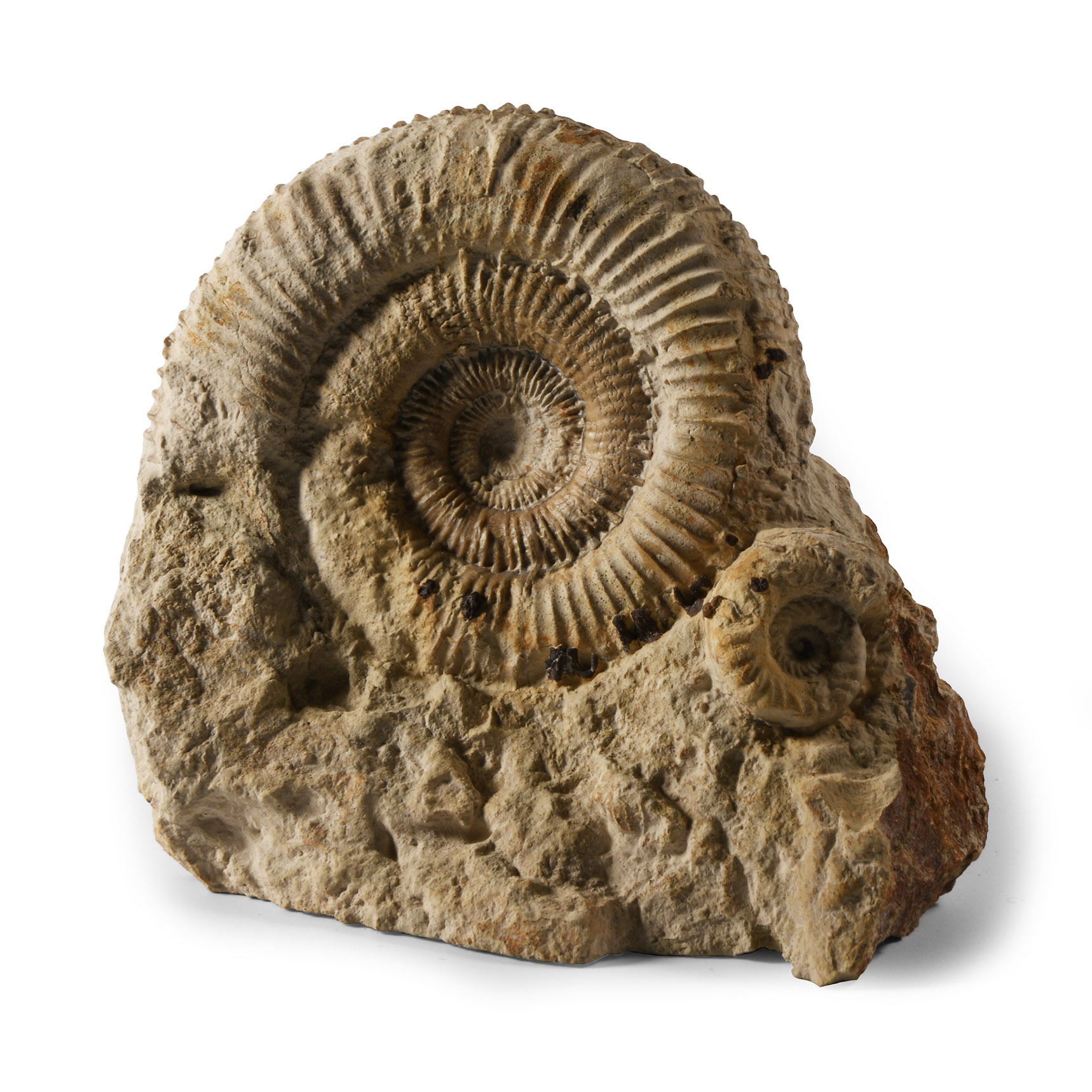 Natural History - British Fossil Ammonite Display