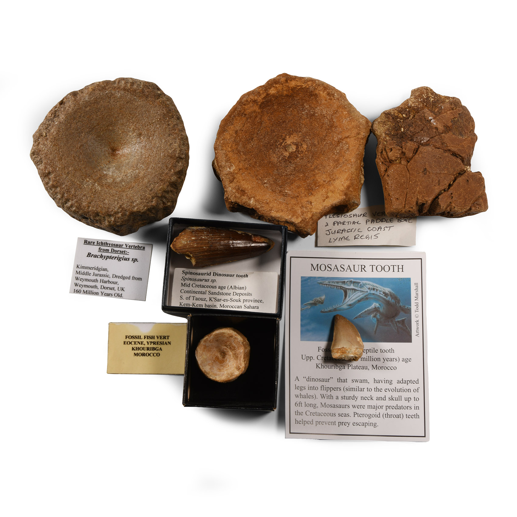 Natural History - 'Marine Dinosaur' Fossil Collection