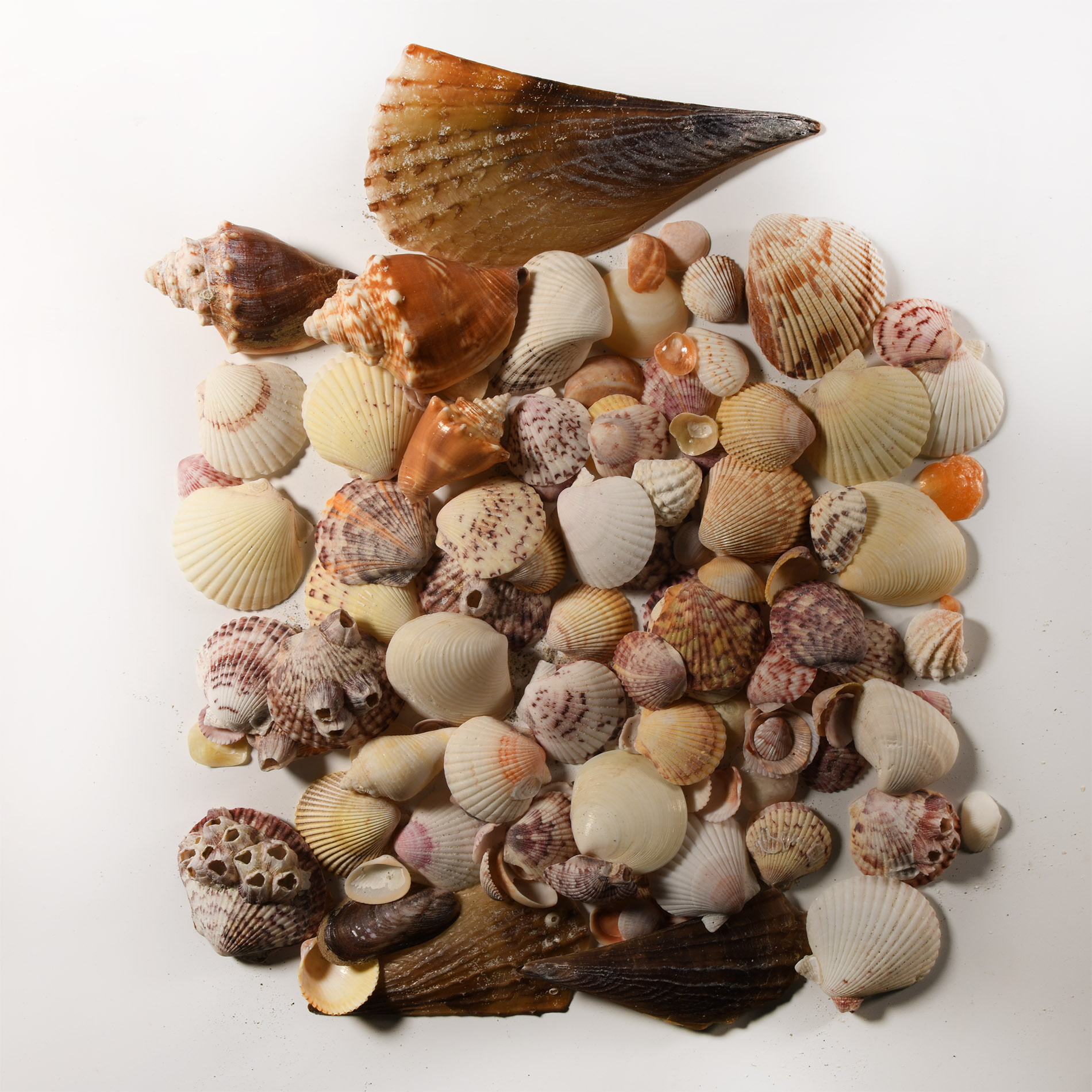 Natural History - Sanibel Island, USA, Seashell Collection