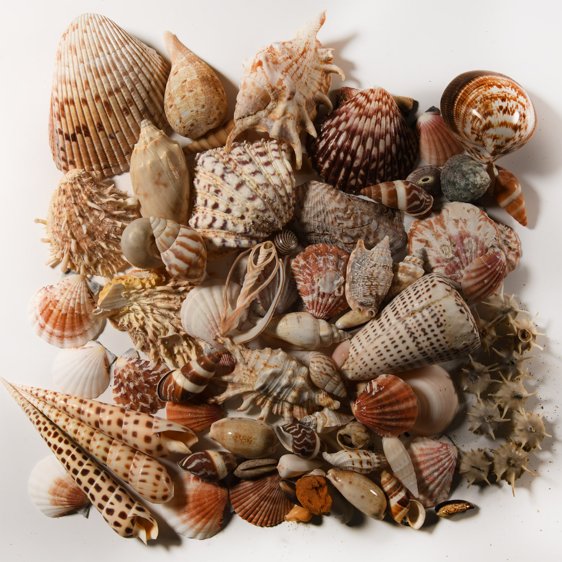 Natural History - Mixed Seashell Collection