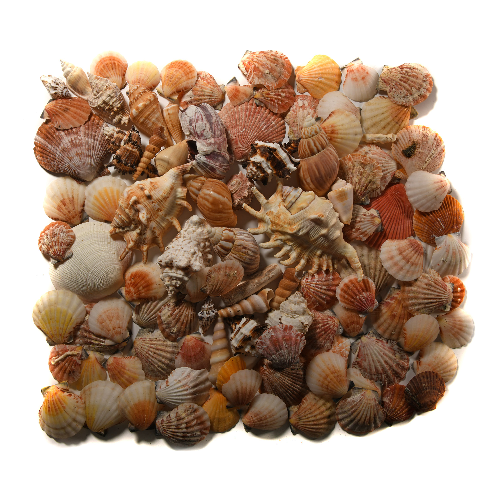 Natural History - Mixed Seashell Collection