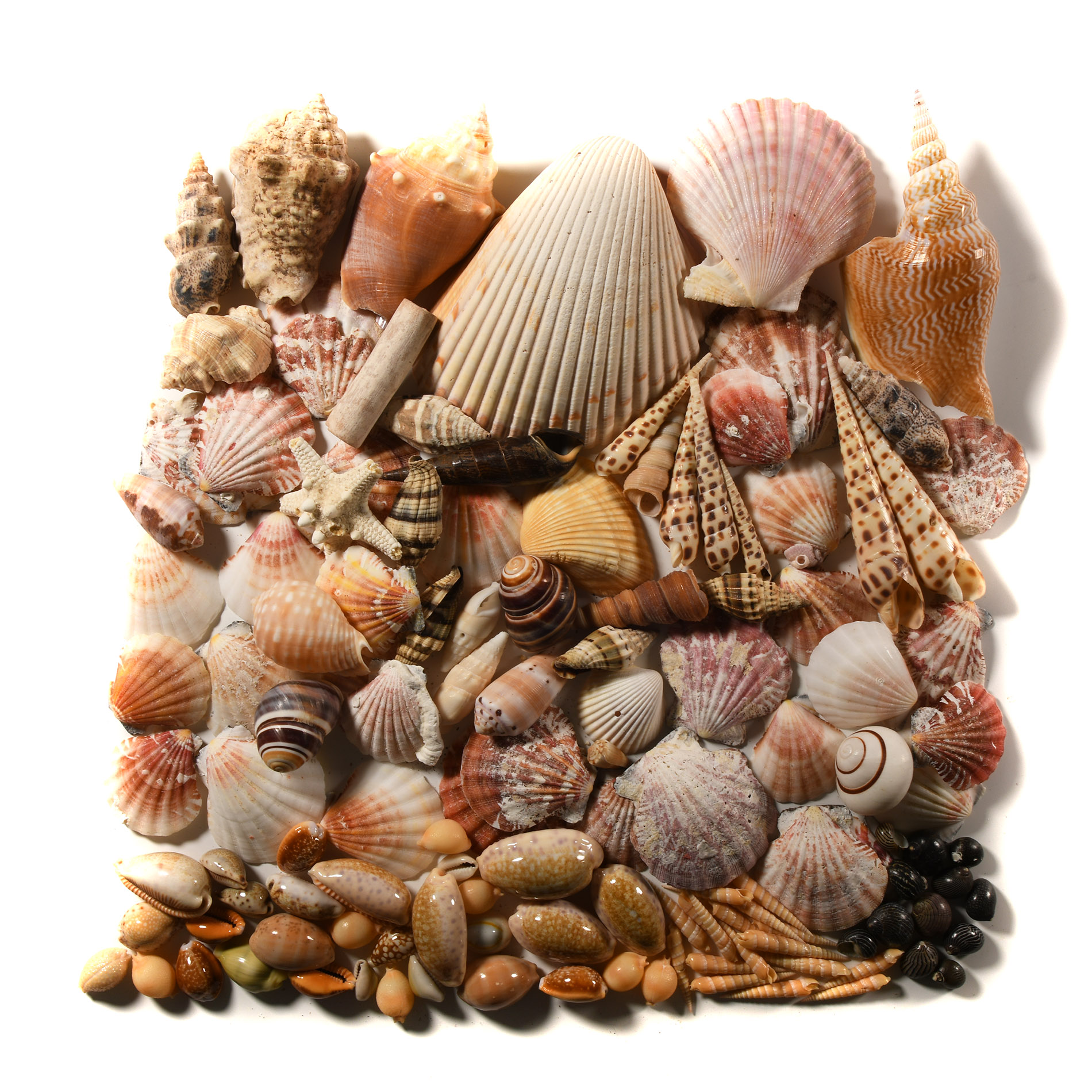 Natural History - Mixed Seashell Collection