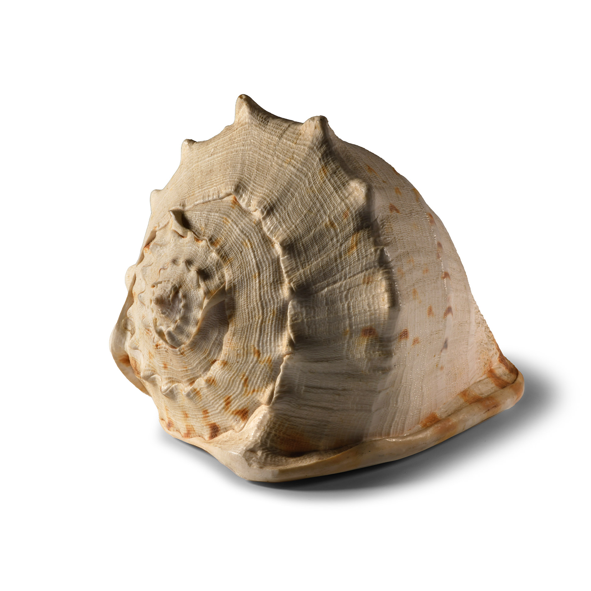 Natural History - Giant Conch Shell