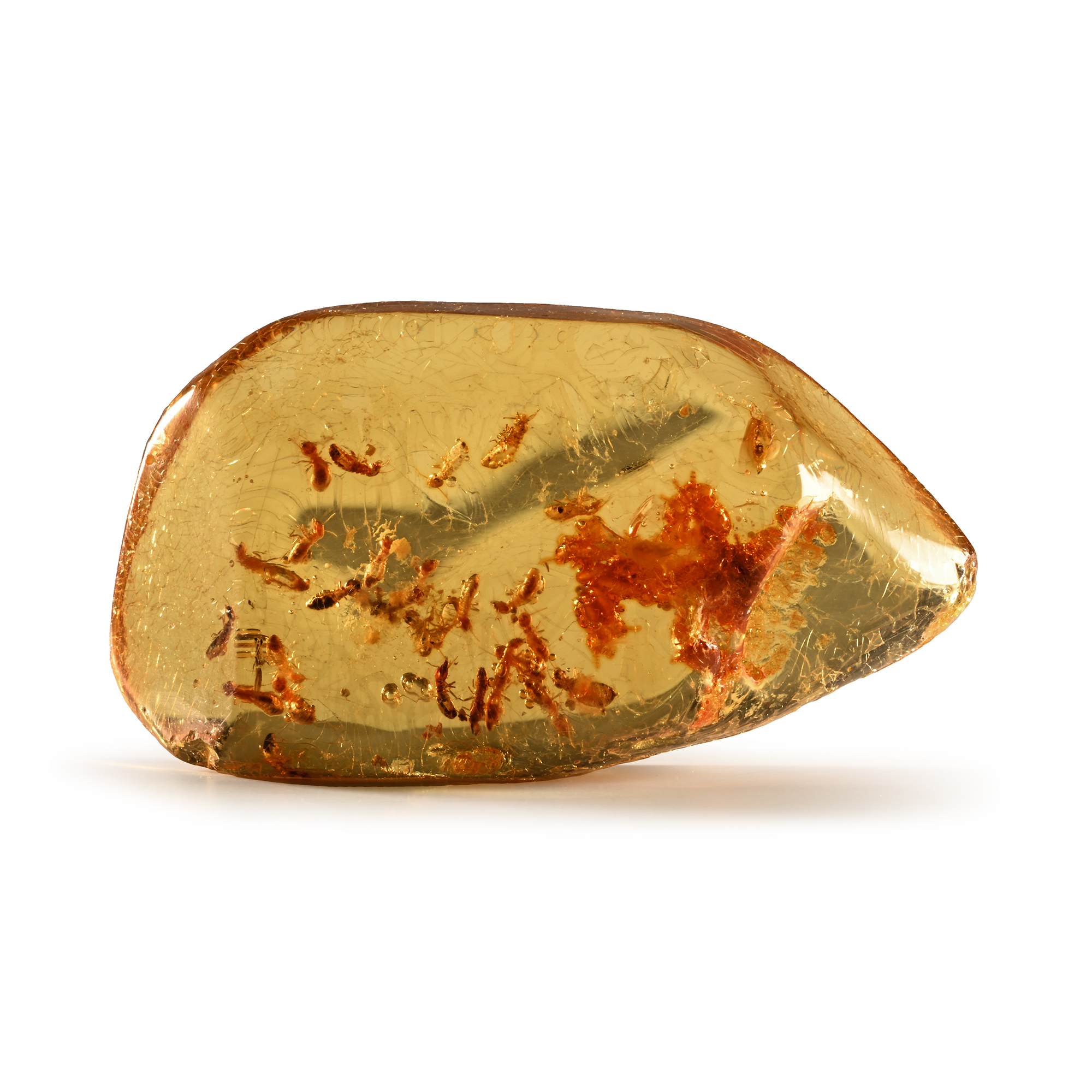 Natural History - Large Polished Copal Amber with Termites