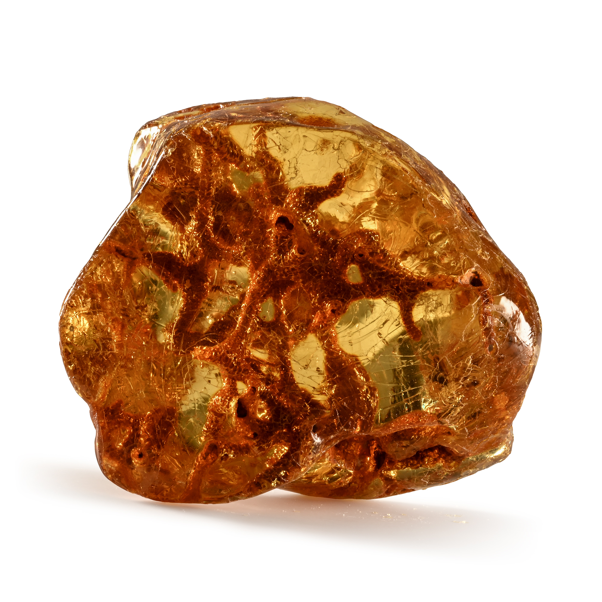 Natural History - Large Polished Copal Amber with Termite Nest and Termites