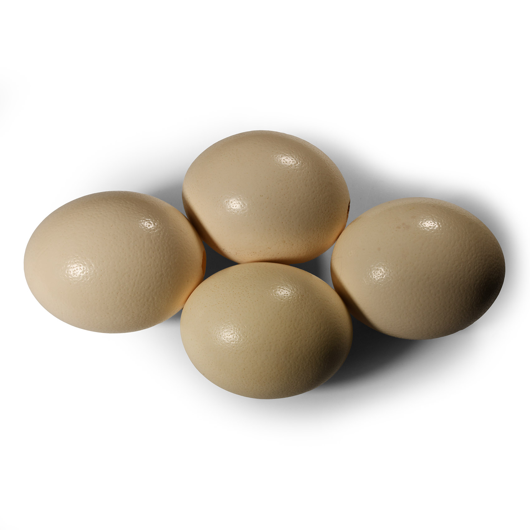 Natural History - Ostrich Egg Collection