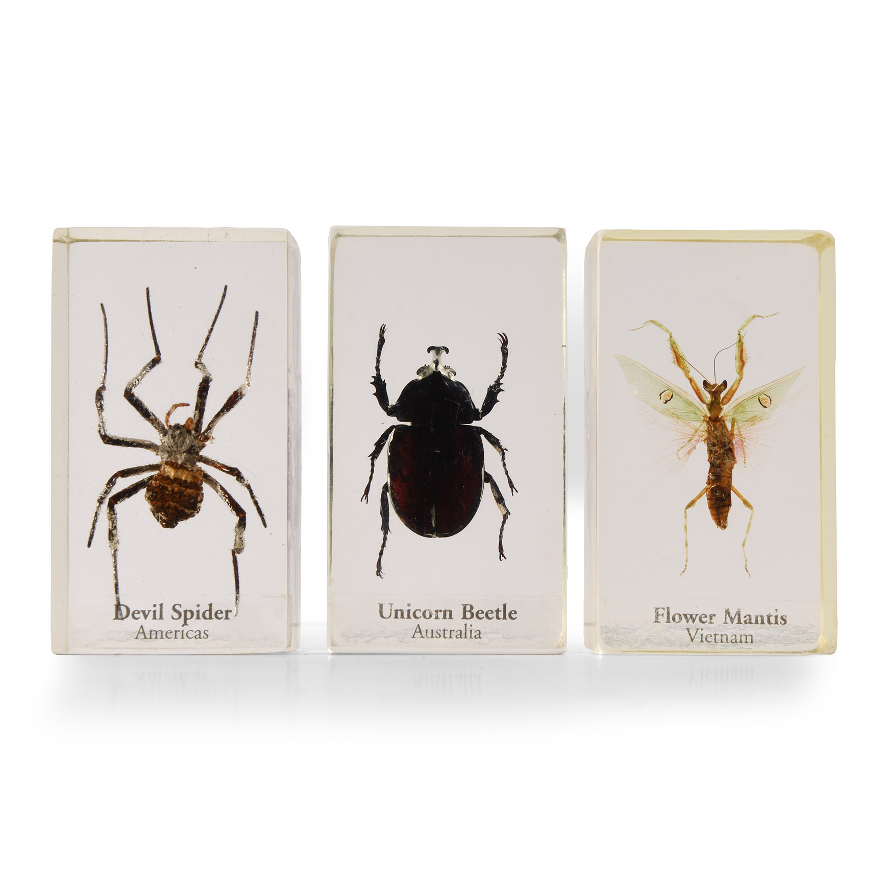 Natural History - Insect Paper Weight Group