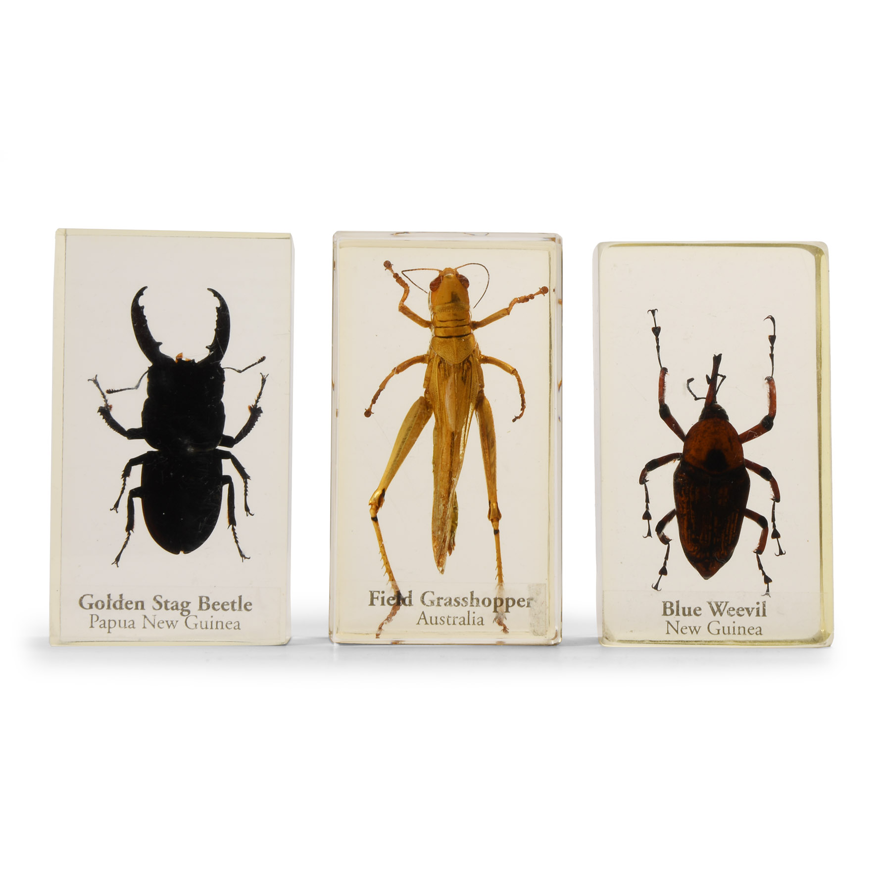 Natural History - Insect Paper Weight Group