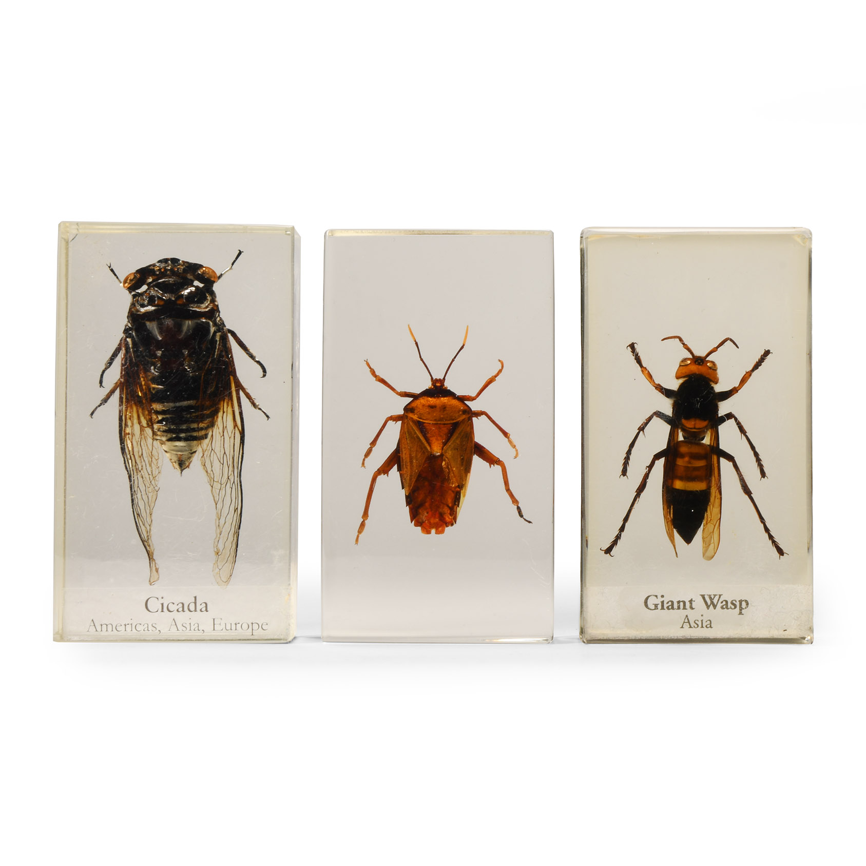 Natural History - Insect Paper Weight Group
