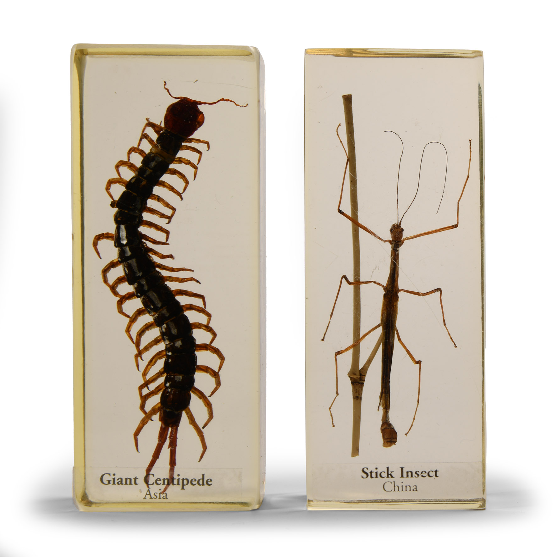 Natural History - Insect Paper Weight Group