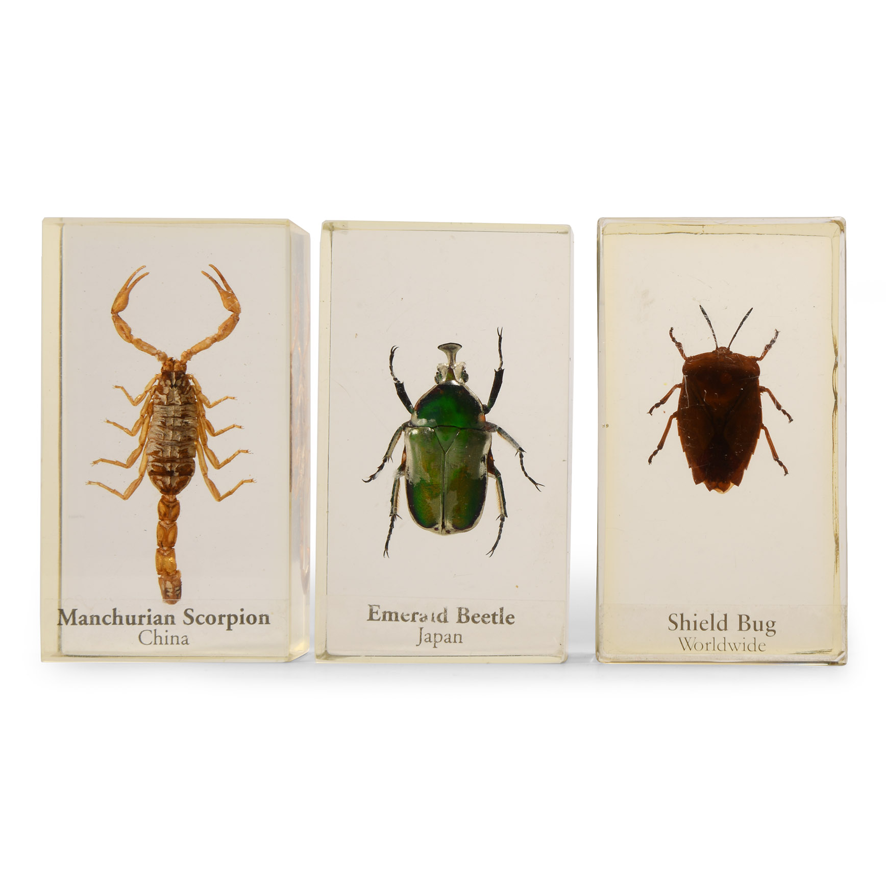 Natural History - Insect Paper Weight Group