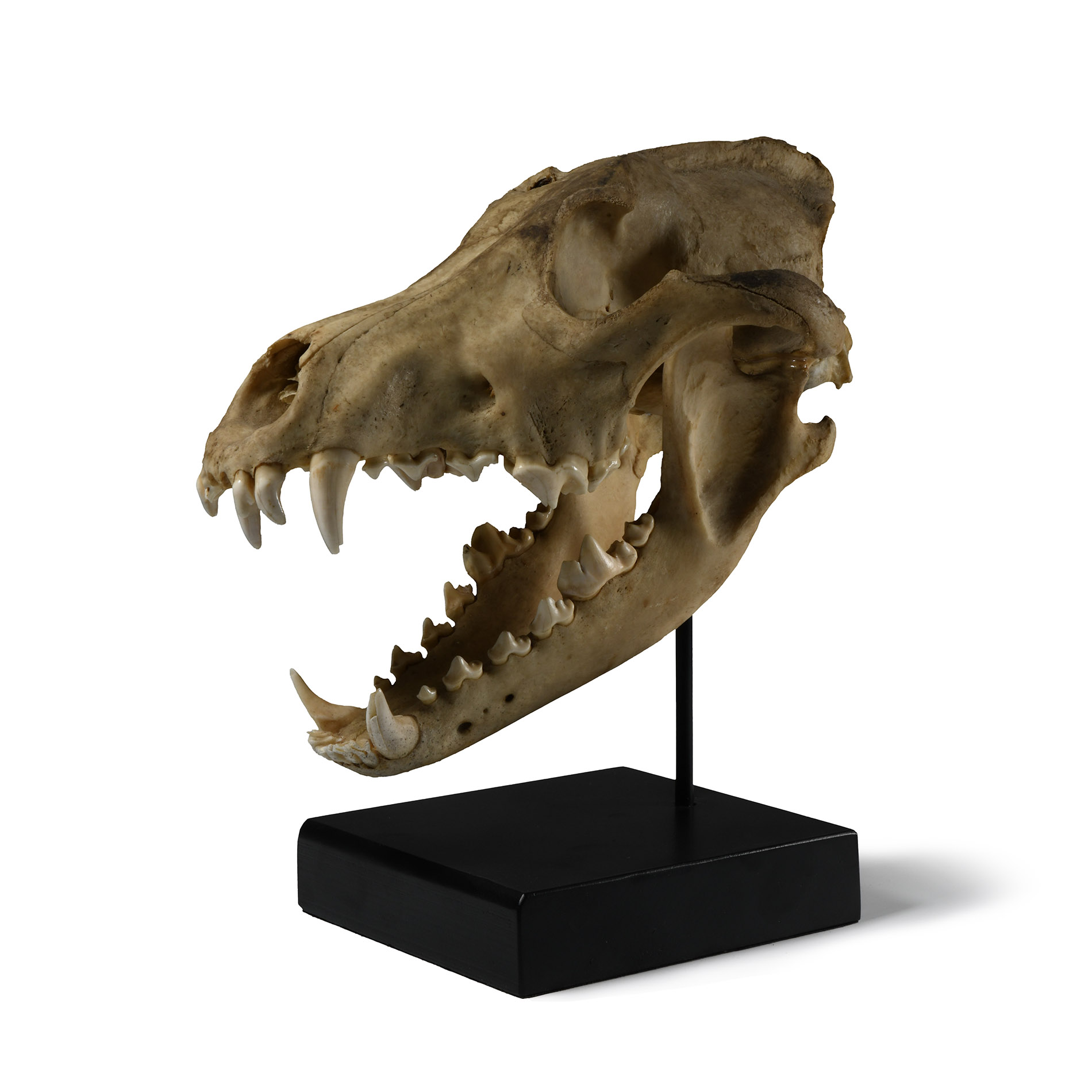 Natural History - Canis Teilhardi Wolf's Skull