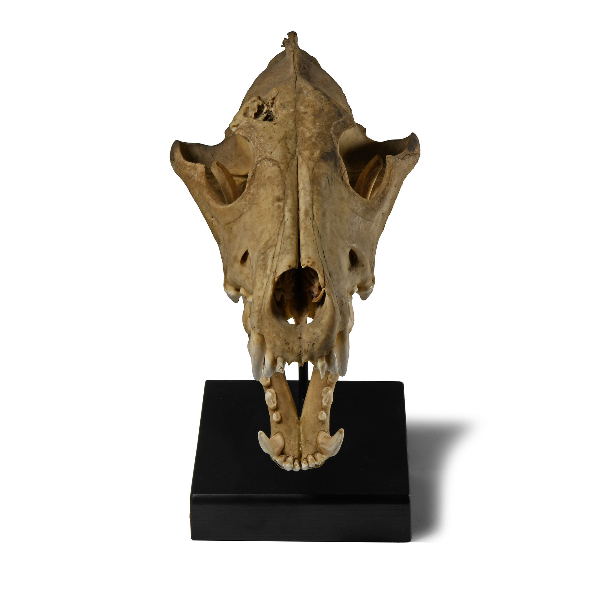 Natural History - Canis Teilhardi Wolf's Skull