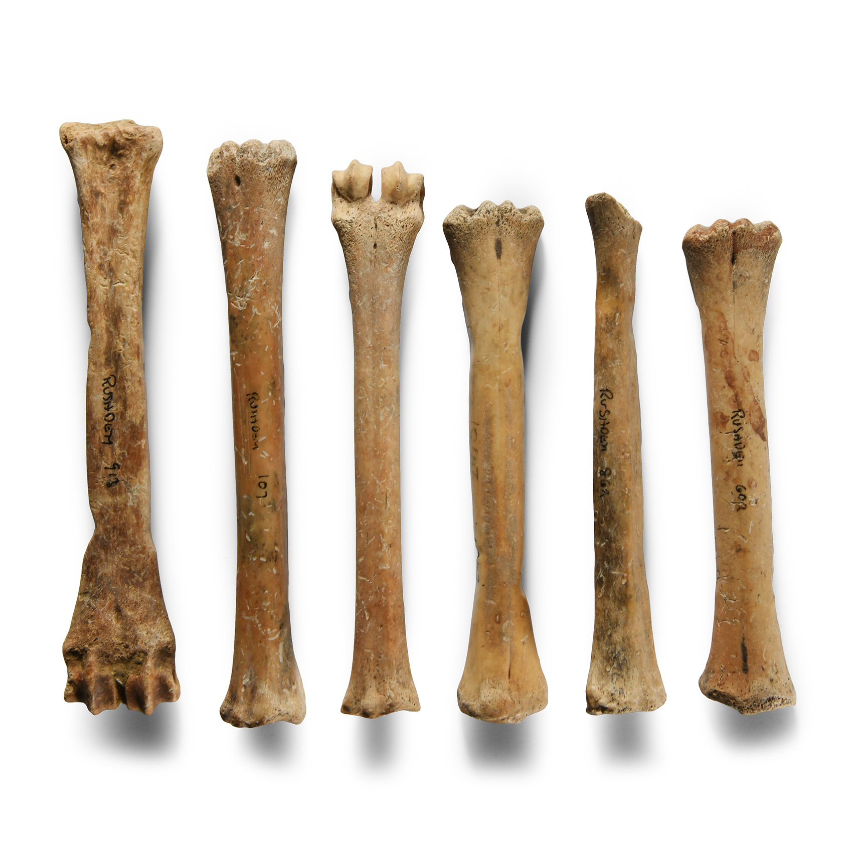 Medieval Animal Bone Group