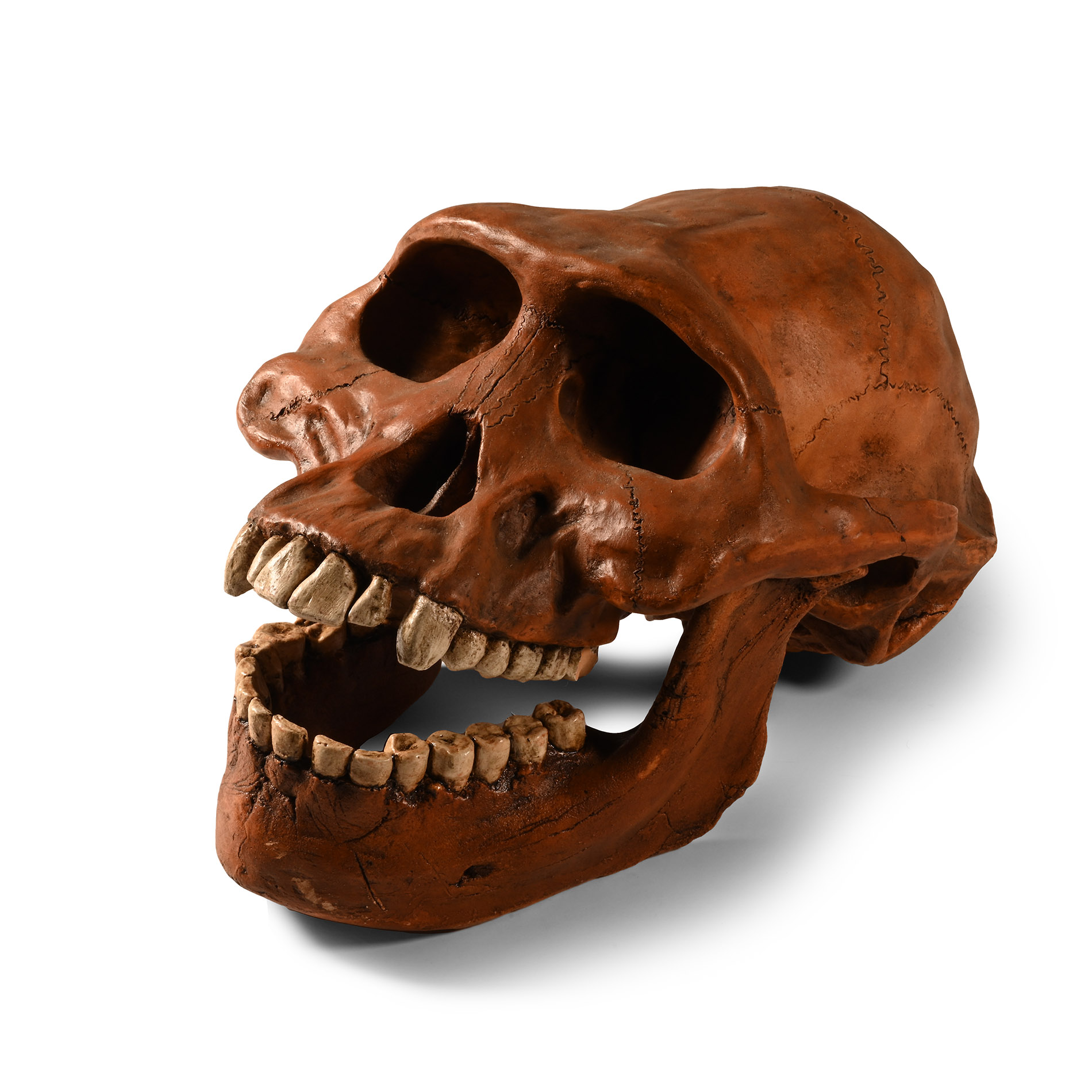 Natural History - Prehistoric Skull Replica
