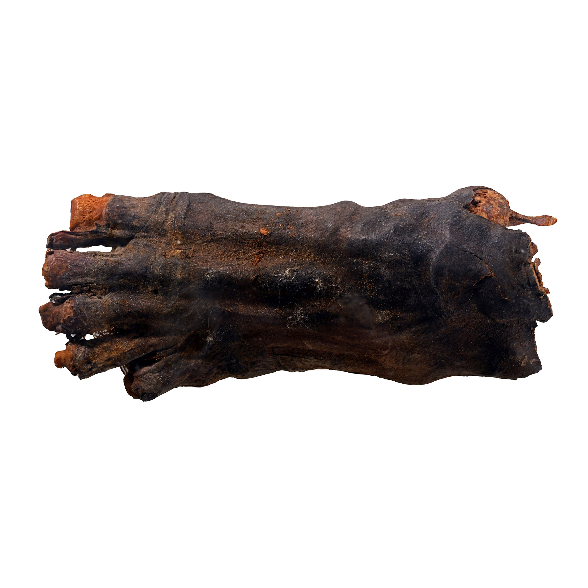 Foot of an Egyptian Mummy