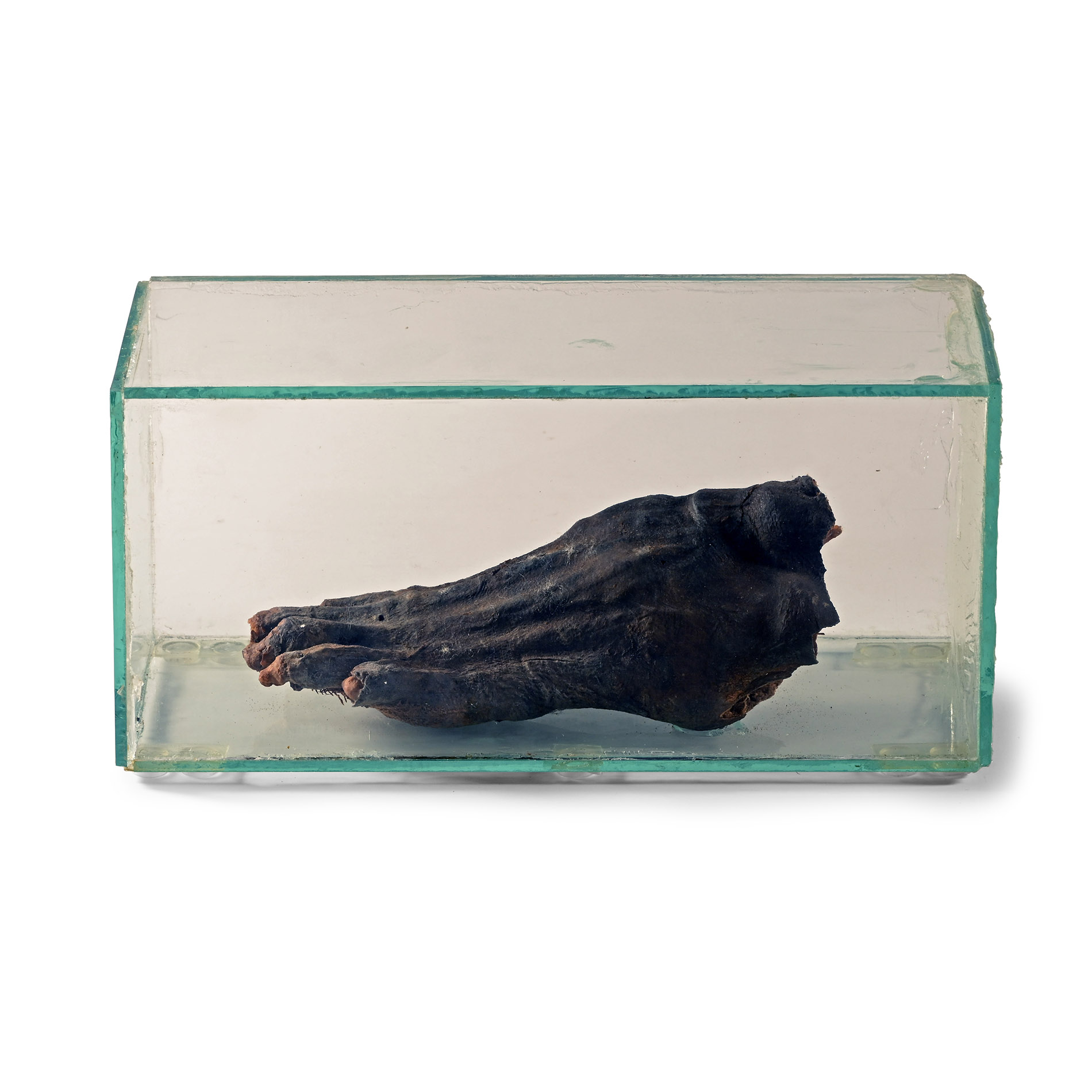 Foot of an Egyptian Mummy