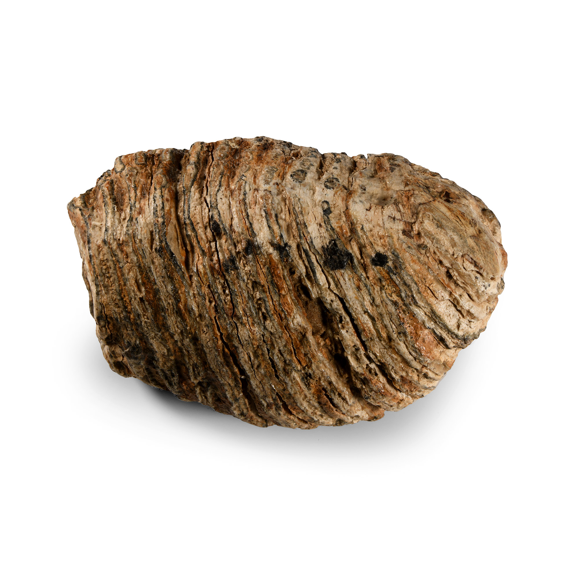 Natural History - 'North Sea' Fossil Woolly Mammoth Tooth