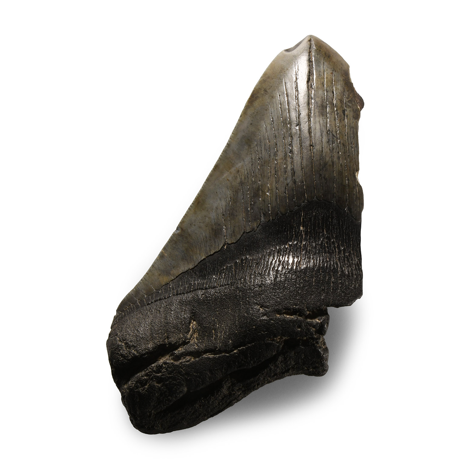 Natural History - Megalodon Giant Shark Partial Fossil Tooth