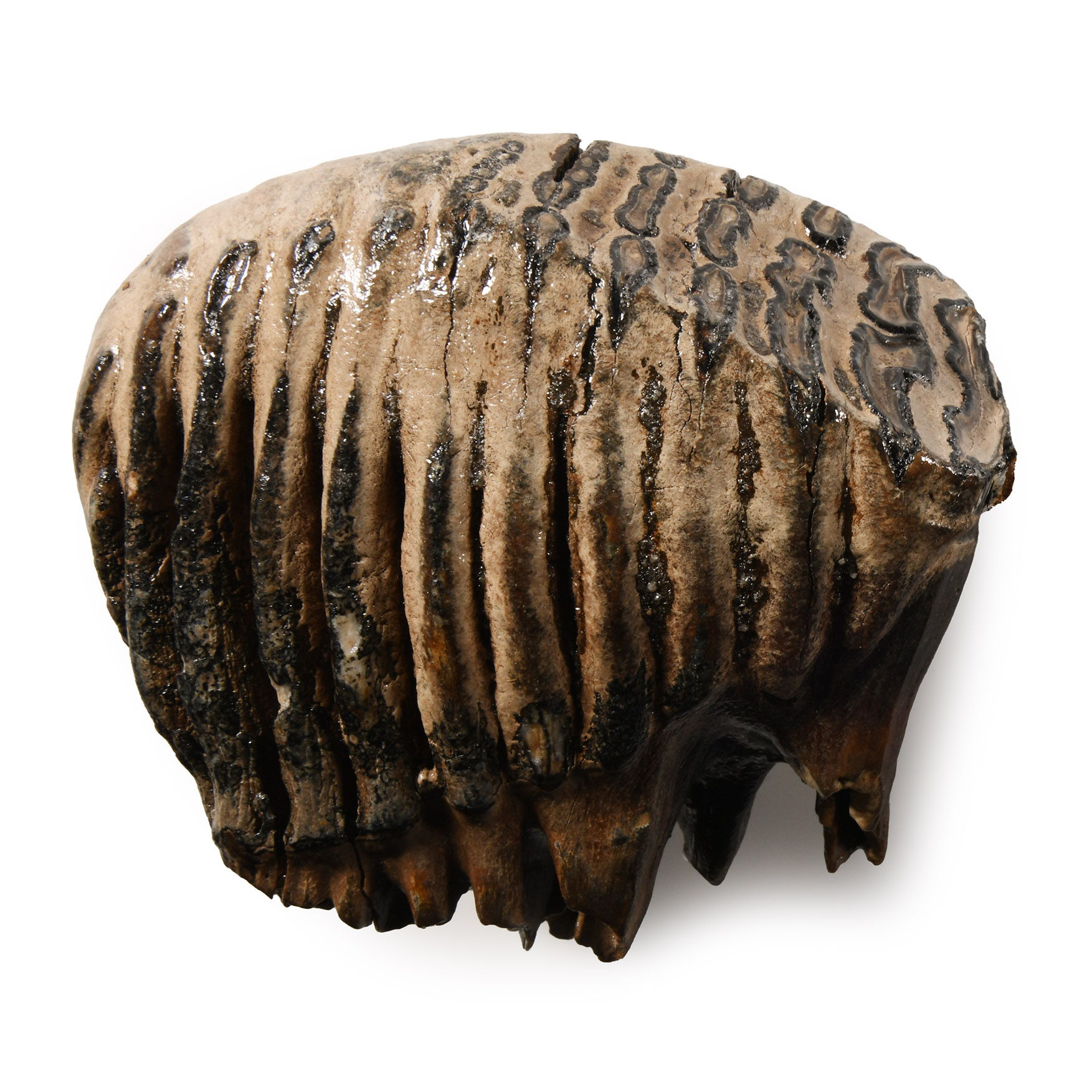 Natural History - Fossil Baby Woolly Mammoth Tooth