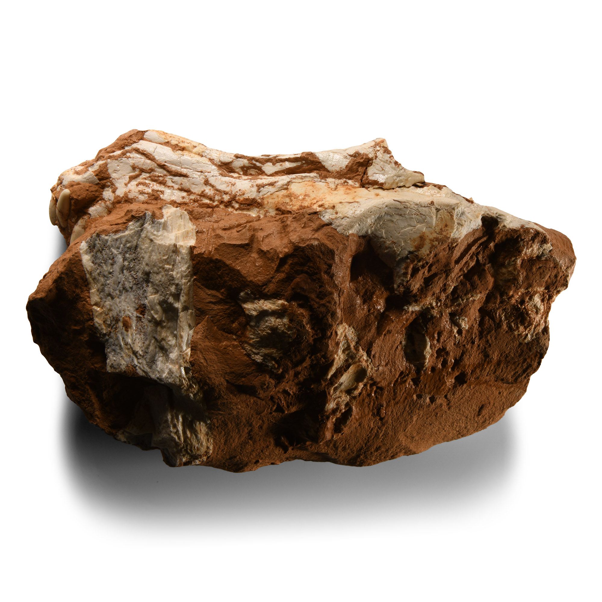 Natural History - Fossil Wolf Skull in Matrix