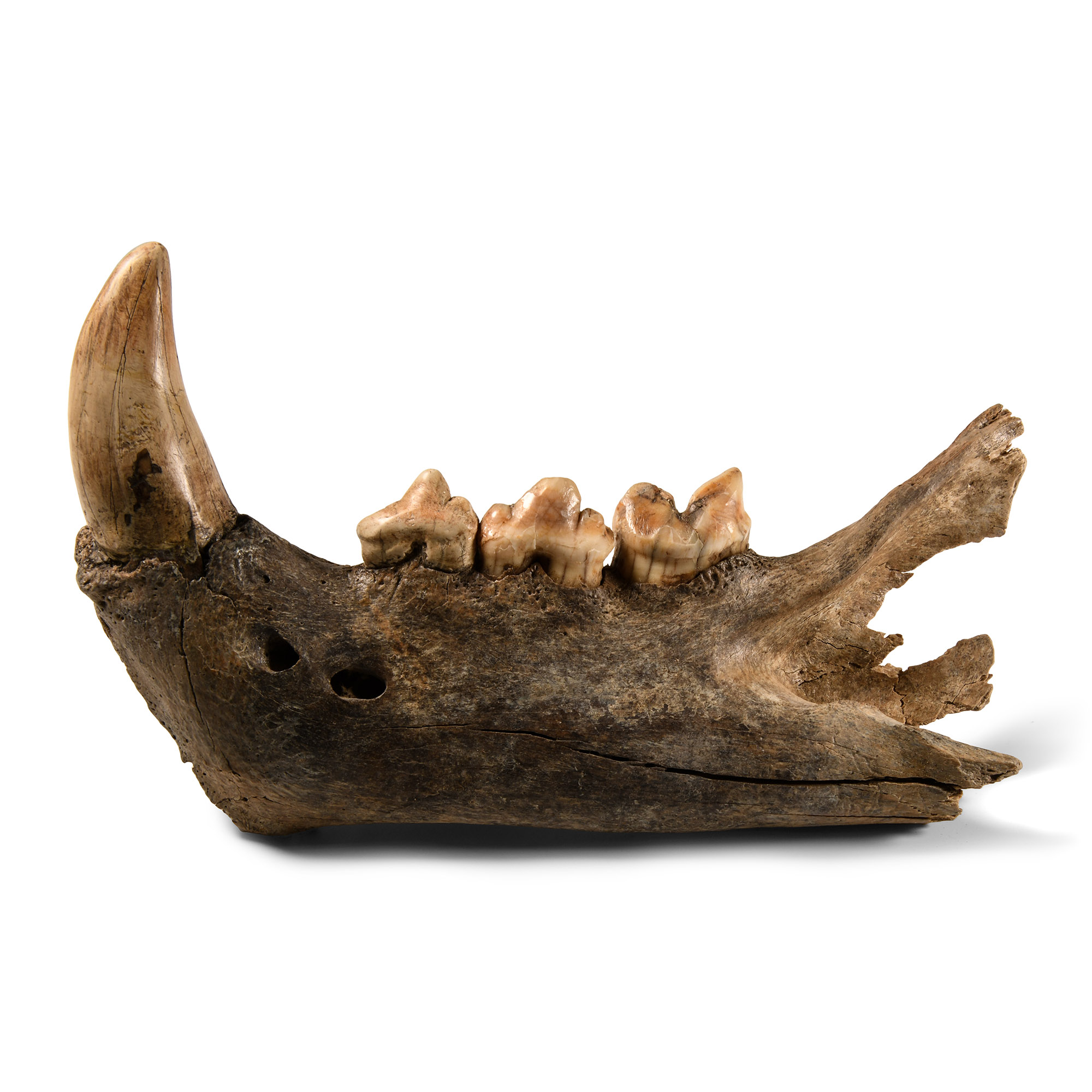 Natural History - Fossil Cave Lion Upper Jaw