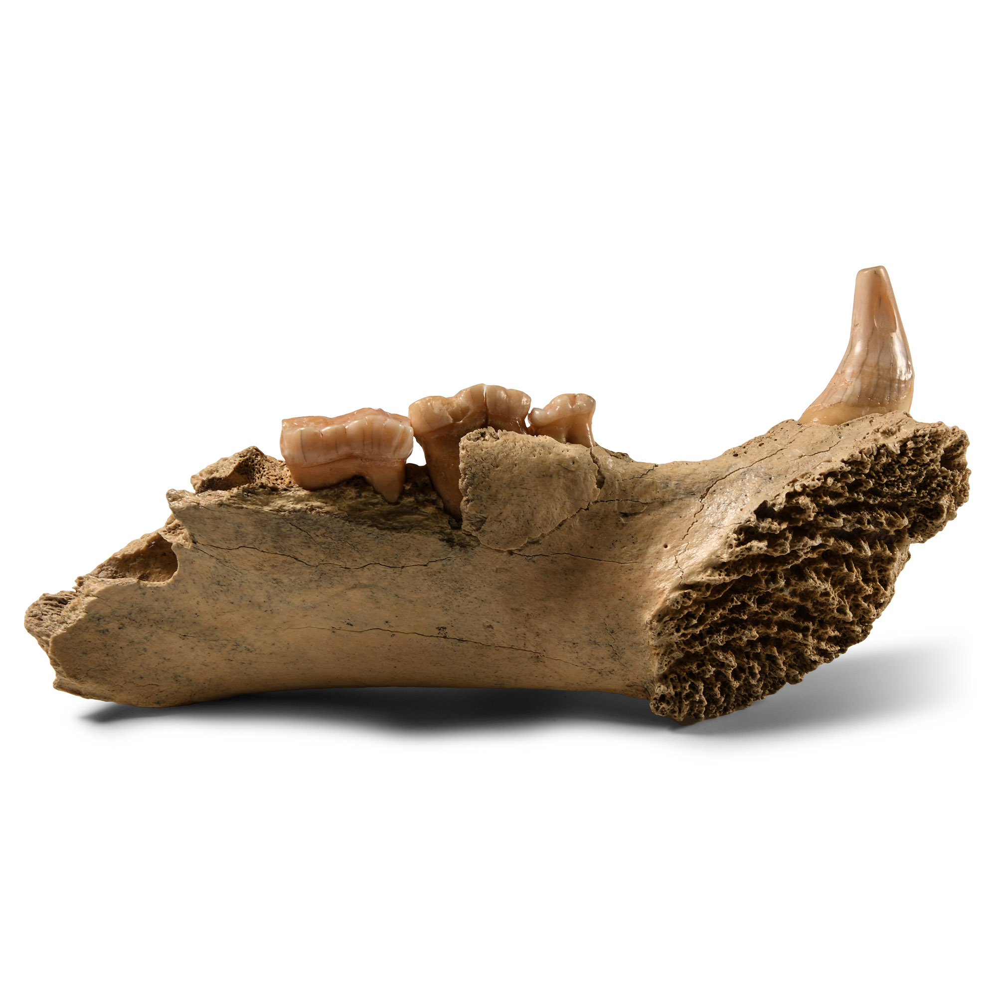 Natural History - Fossil Cave Bear Lower Jaw