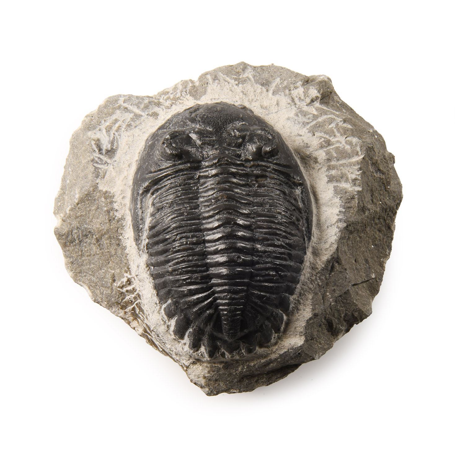 Natural History - Fossil Cornuproetus Trilobite