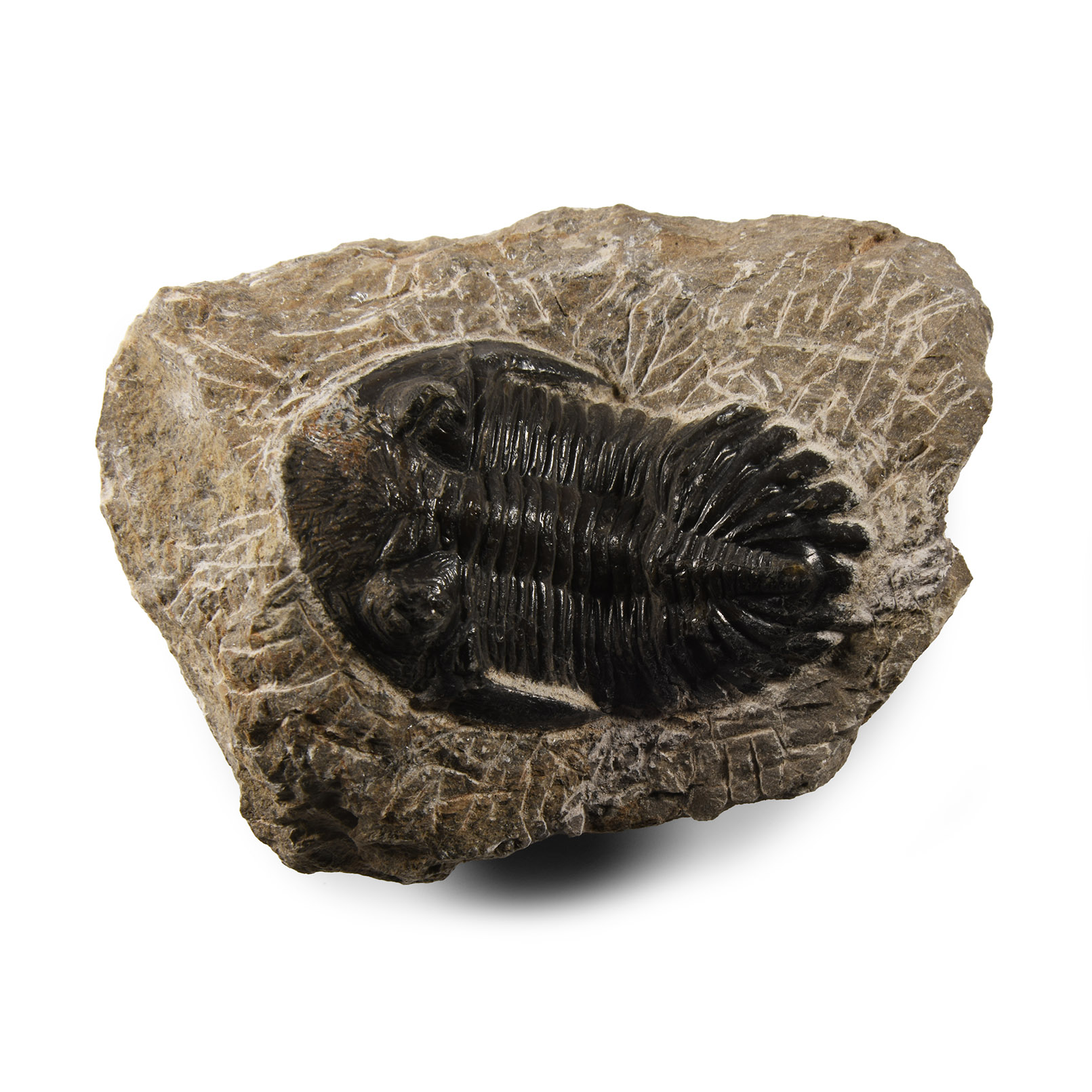 Natural History - Fossil Cornuproetus Trilobite