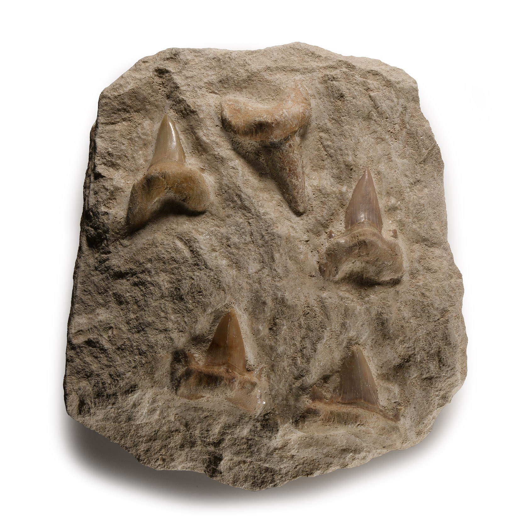 Natural History - Fossil Otodus Shark Tooth Plate