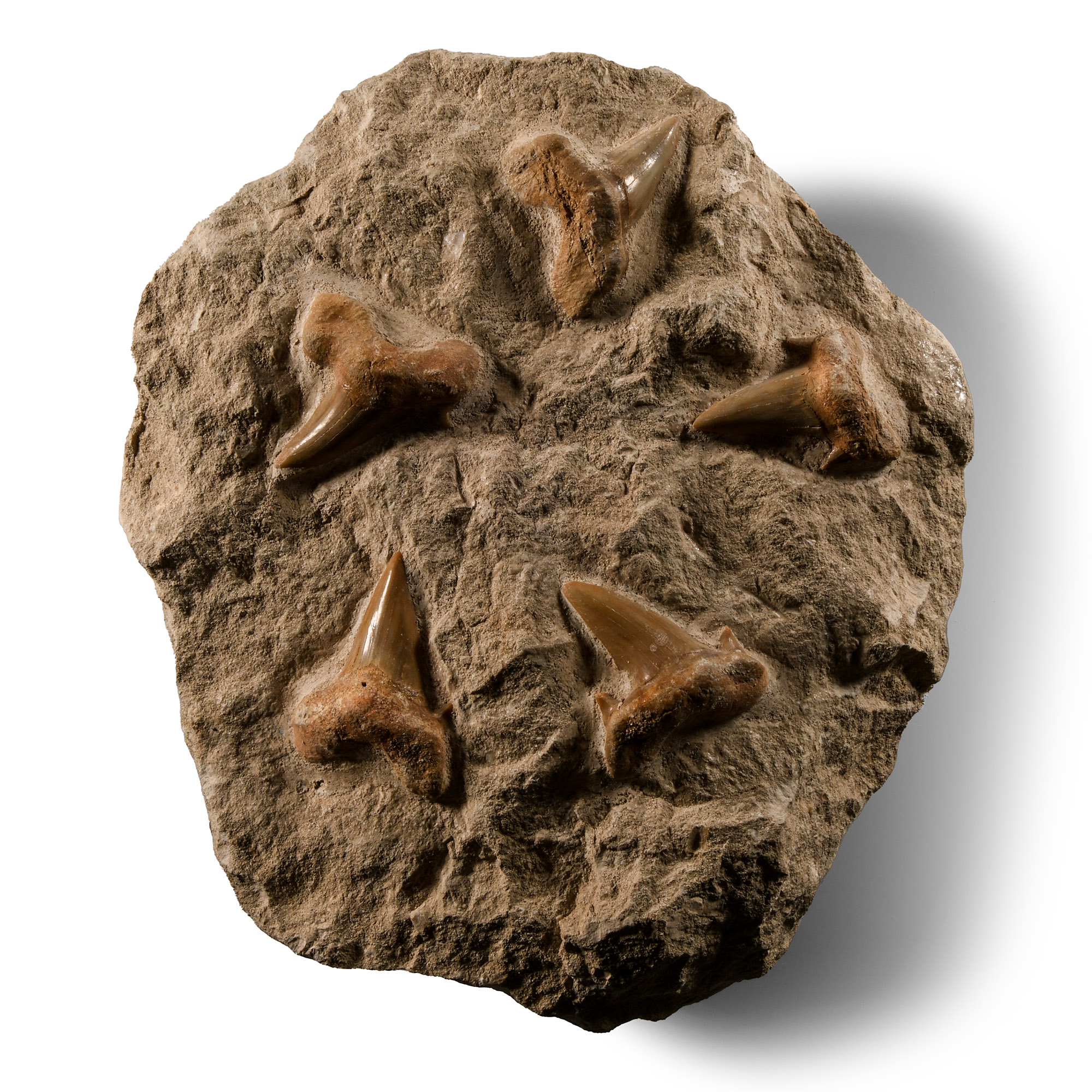 Natural History - Fossil Otodus Shark Tooth Plate