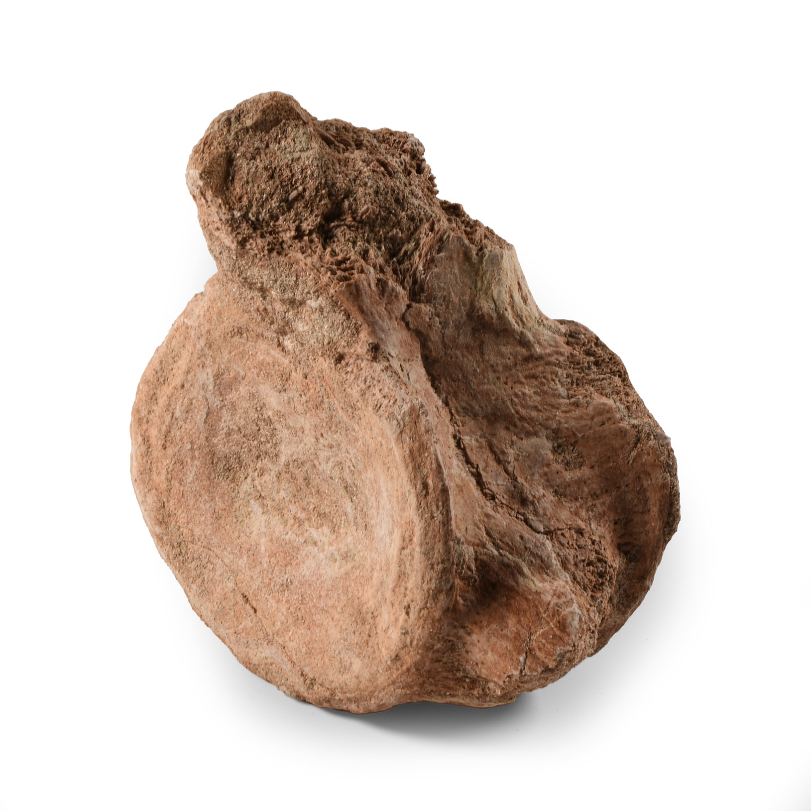 Natural History - Large Plesiosaurus 'Marine Dinosaur' Fossil Vertebra
