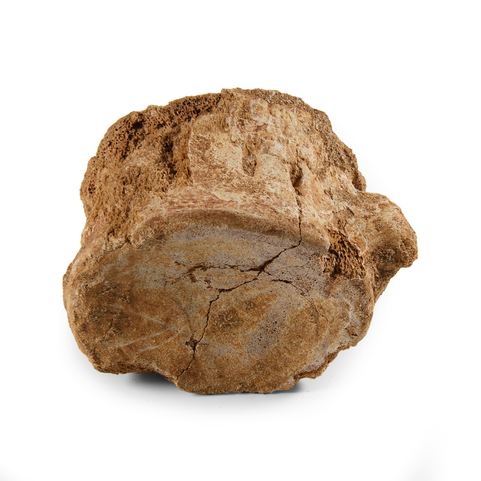 Natural History - Plesiosaurus 'Marine Dinosaur' Fossil Vertebra