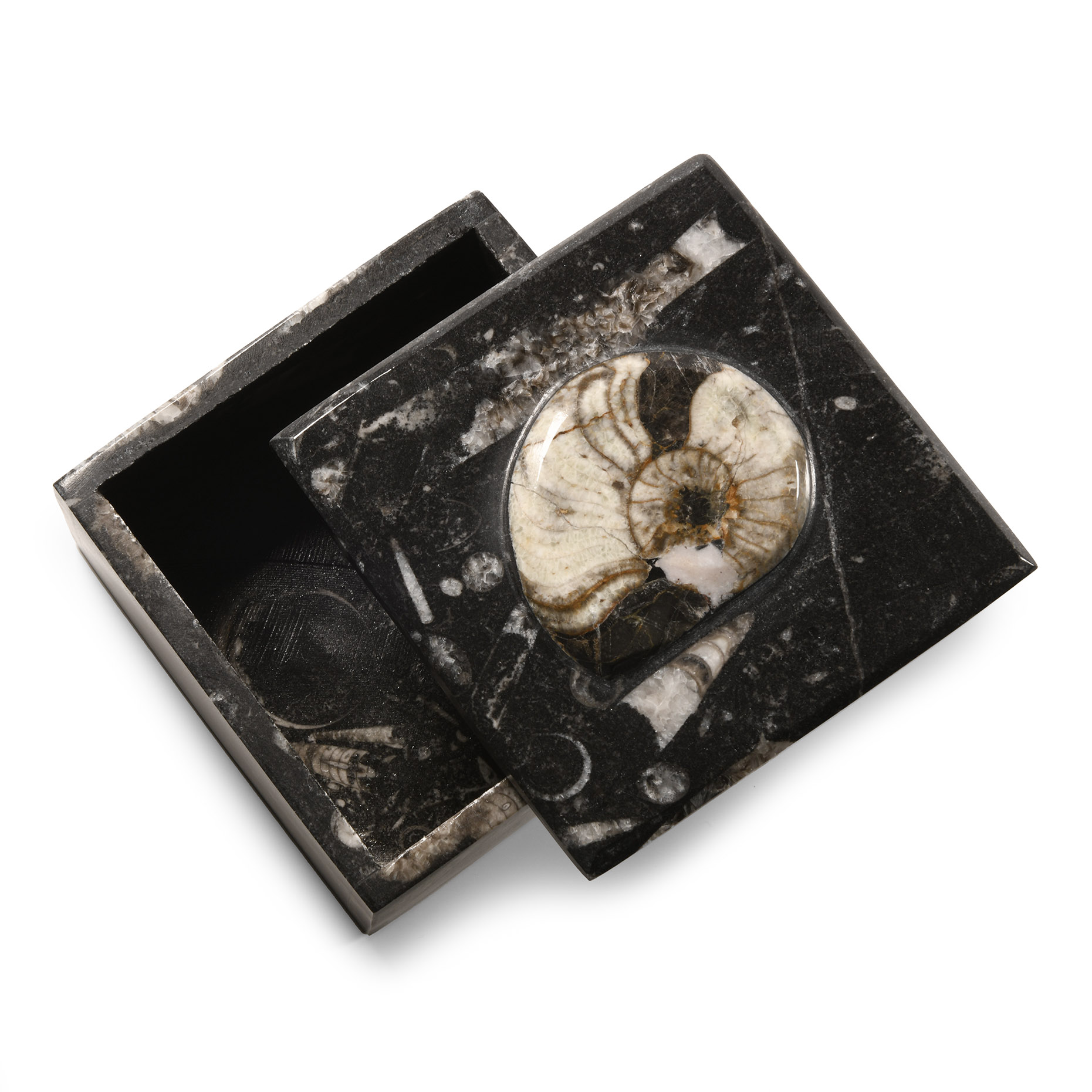Natural History - Fossil Goniatite Lidded Trinket Box