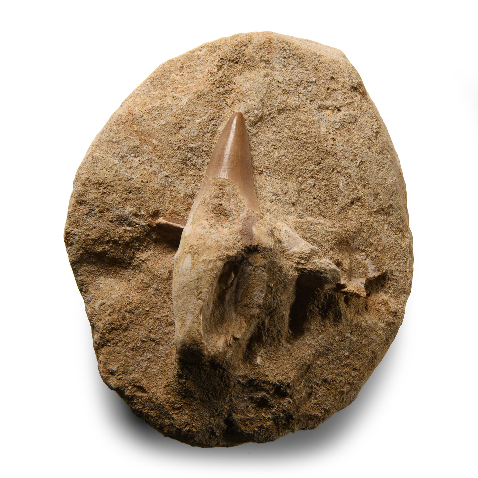 Natural History - Fossil Mosasaur 'Marine Dinosaur' Teeth