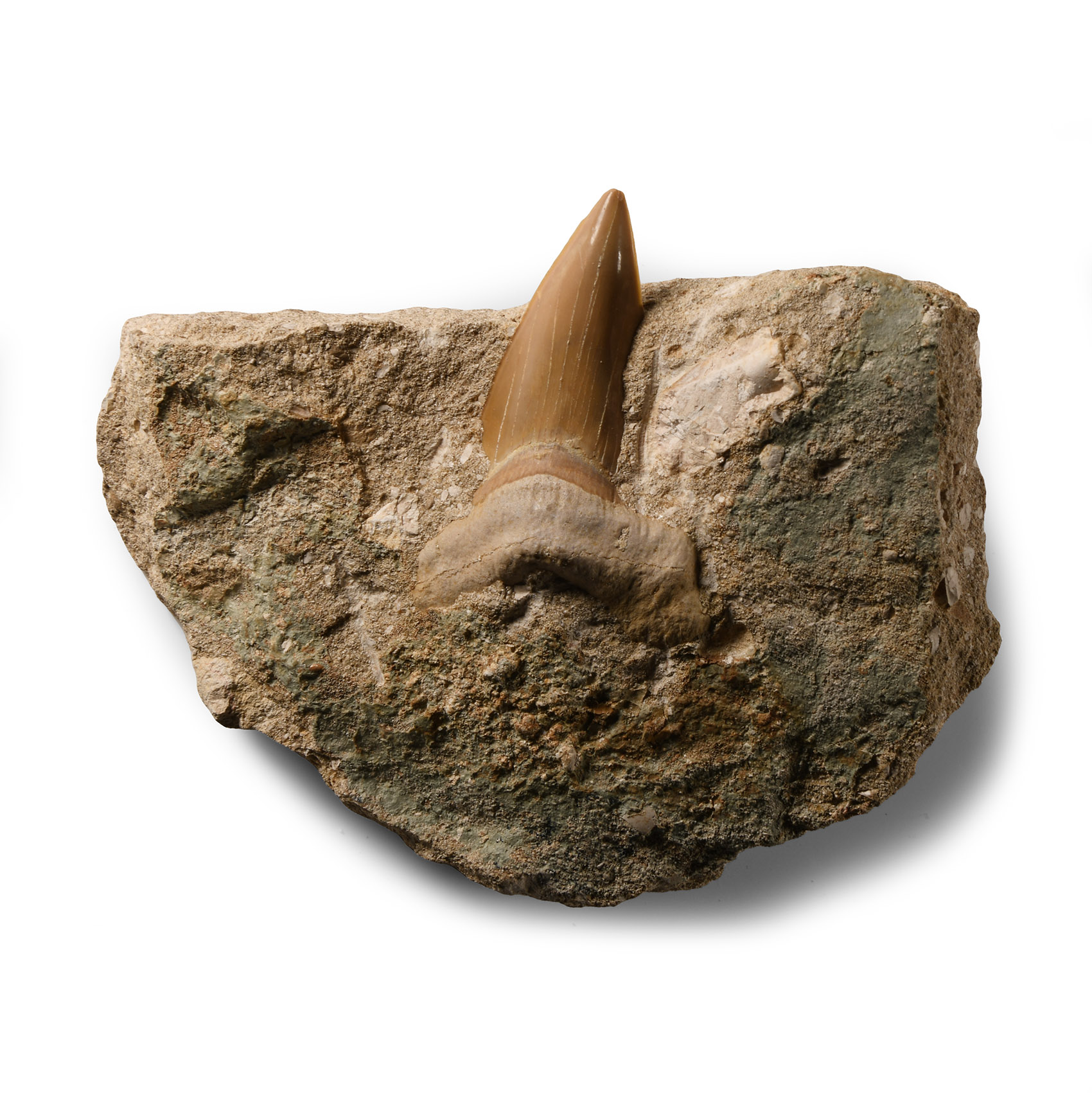 Natural History - Fossil Otodus Shark Tooth on Matrix