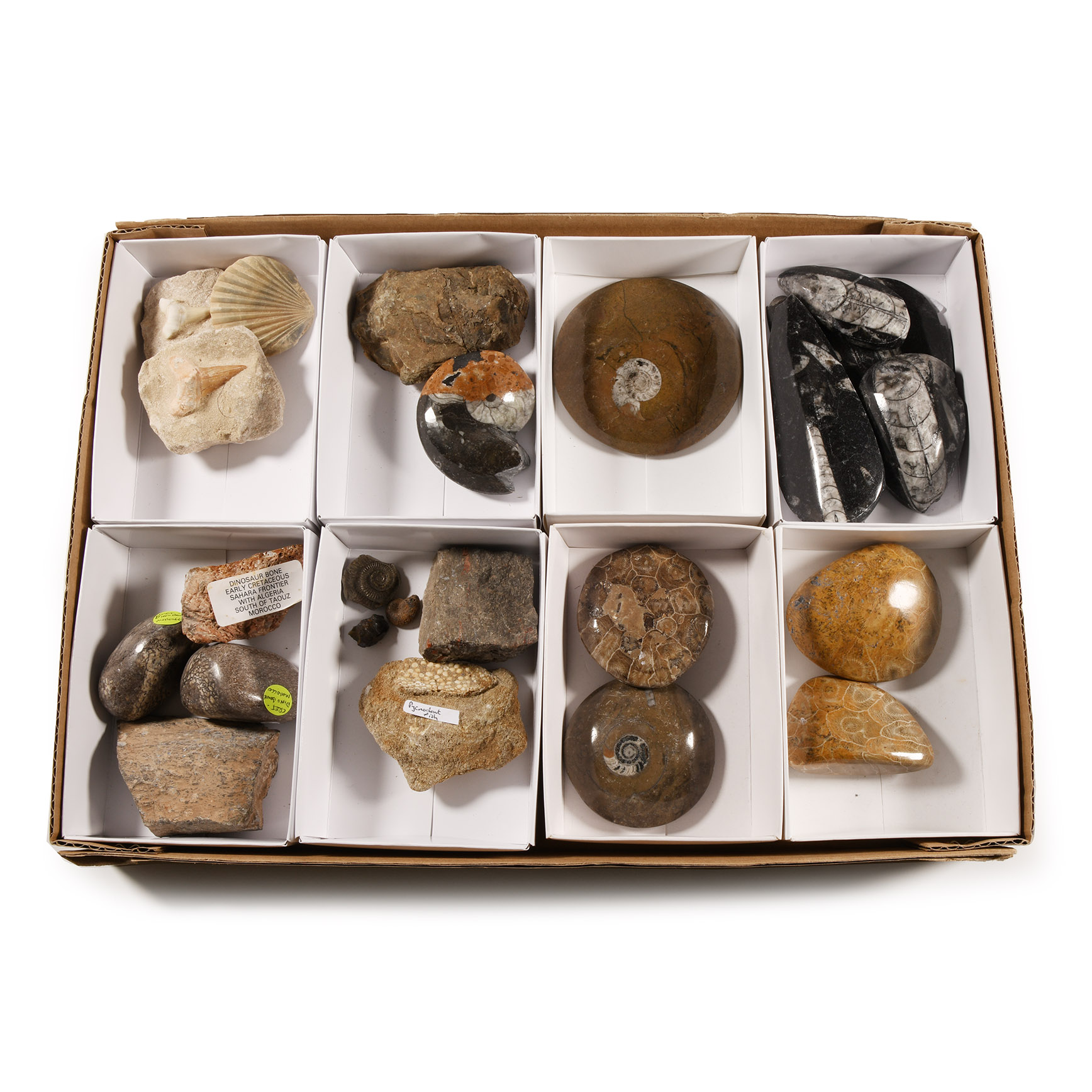 Natural History - Mixed Fossil Collection