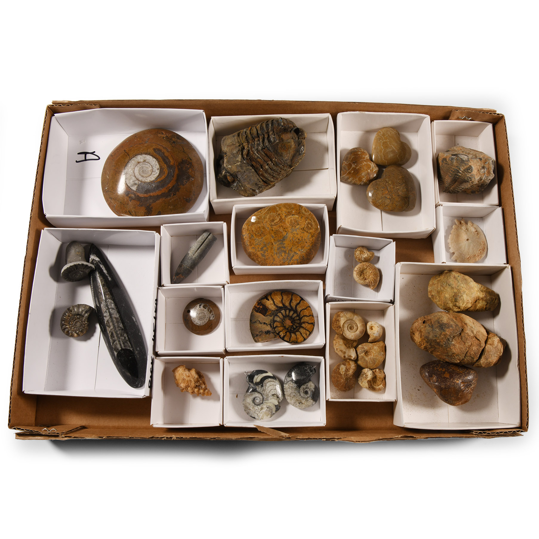 Natural History - Mixed Fossil Collection