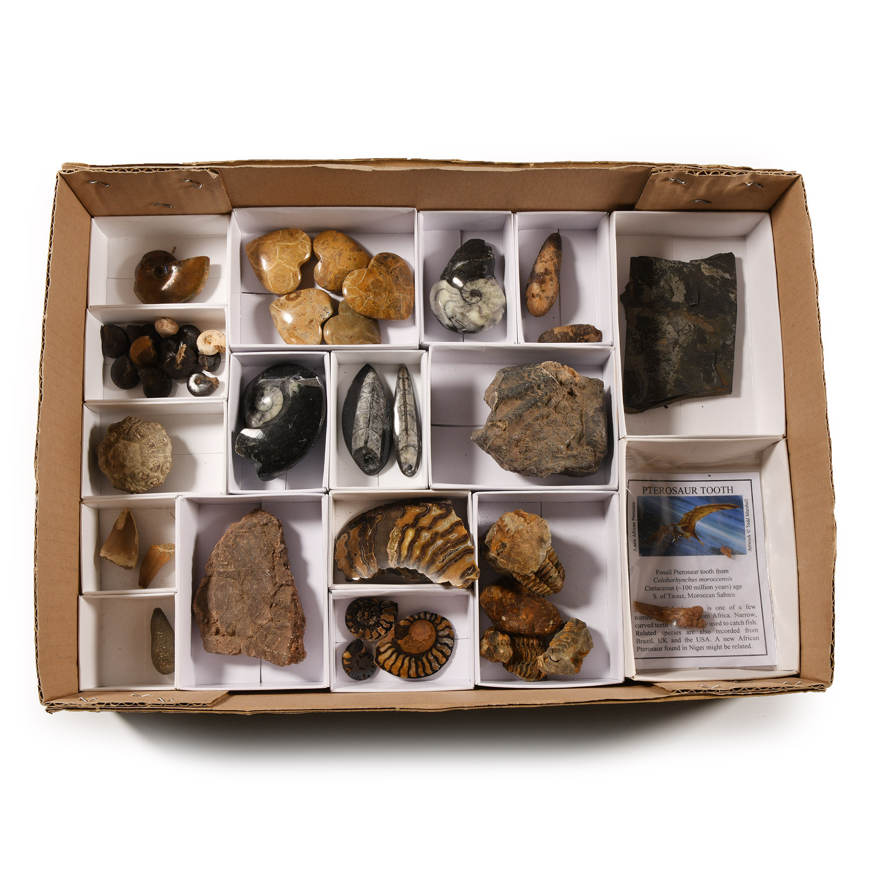 Natural History - Mixed Fossil Collection