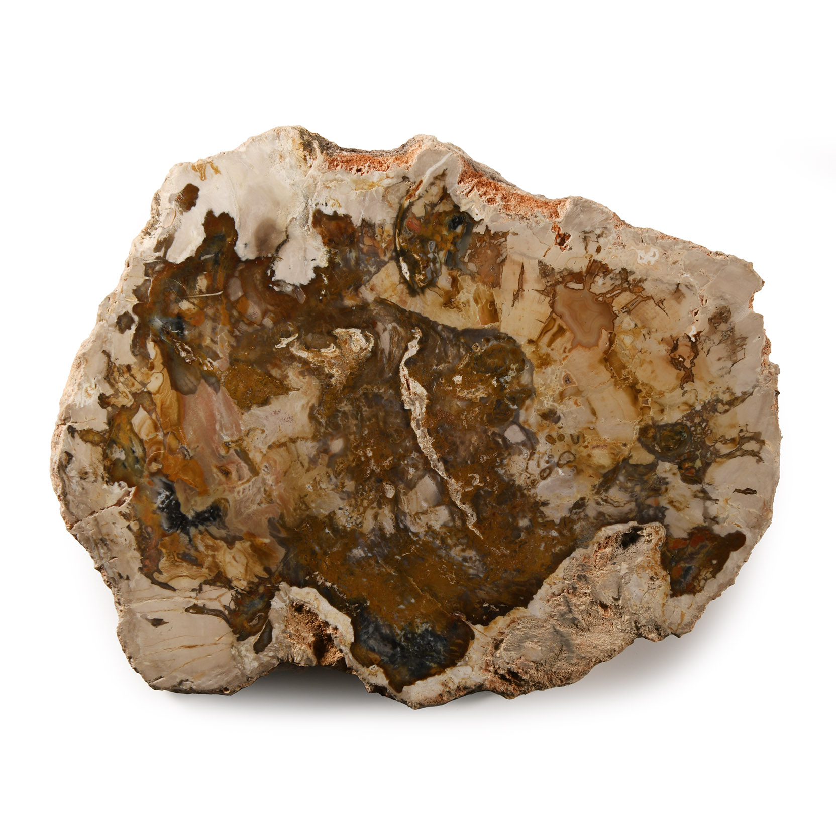 Natural History - Polished Fossil Wood Slice