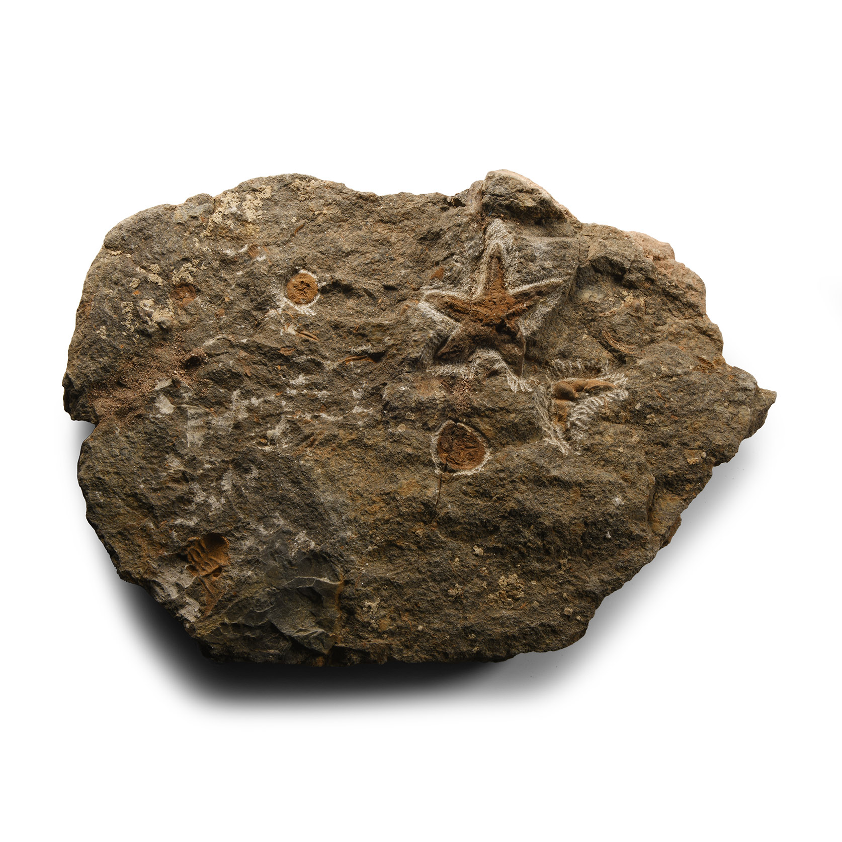 Natural History - Fossil Petraster Starfish on Matrix