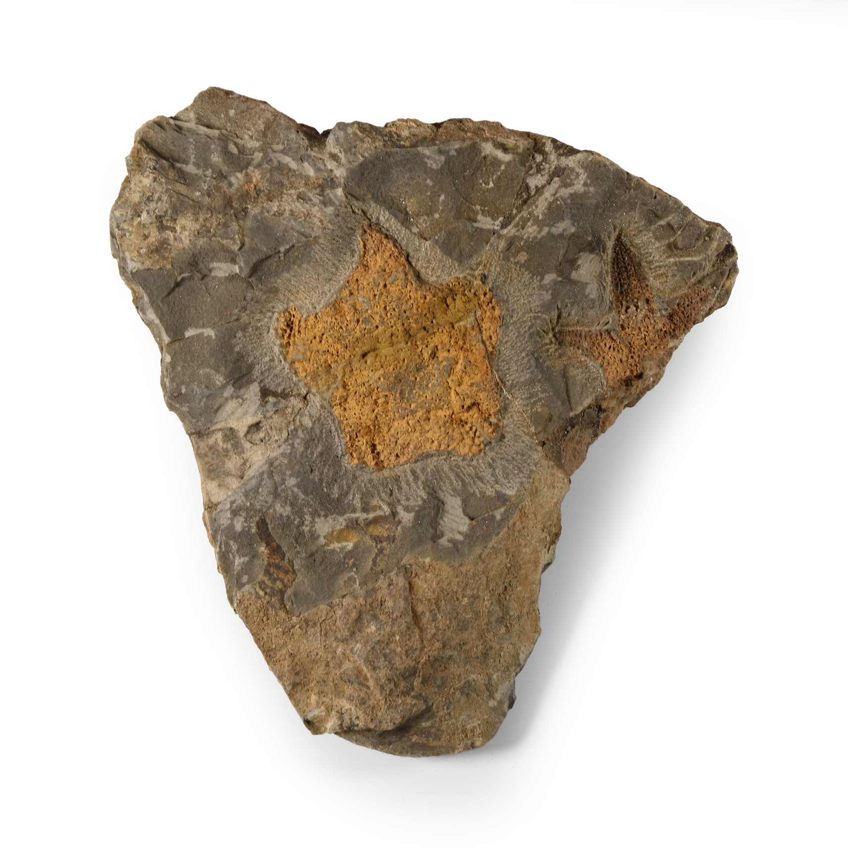 Natural History - Fossil Petraster Starfish on Matrix