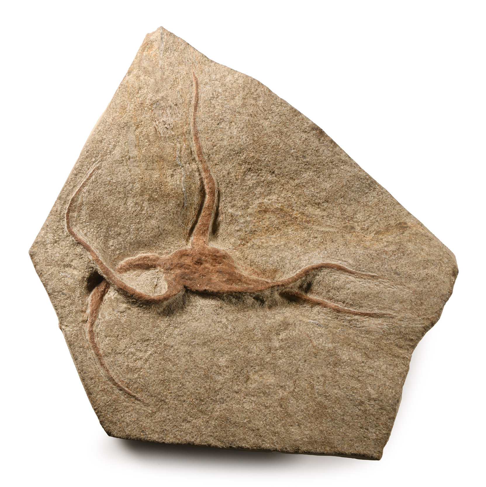 Natural History - Fossil Brittle Star on Matrix